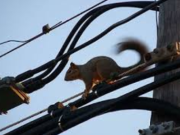 ADSS Cable Issues: 5 Ultimate Fixes & What ADSS Cable Full Form Really Means